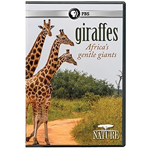 NATURE: GIRAFFES: AFRICA'S GENTLE GIANTS