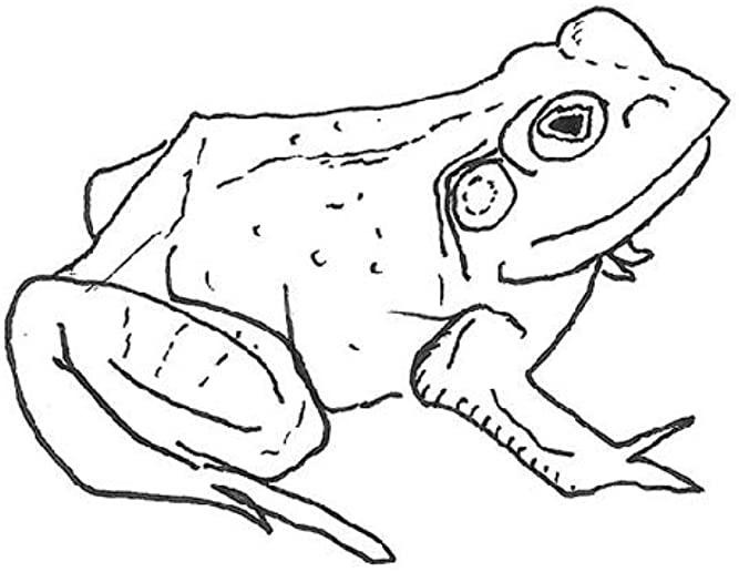 BULL FROGS CROON (AND OTHER SONGS) (POST)