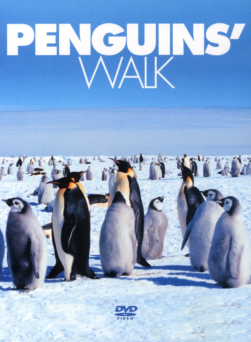PENGUINS WALK