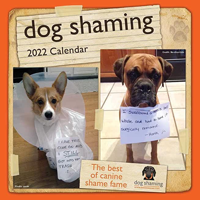 Dog Shaming 2022 Mini Wall Calendar