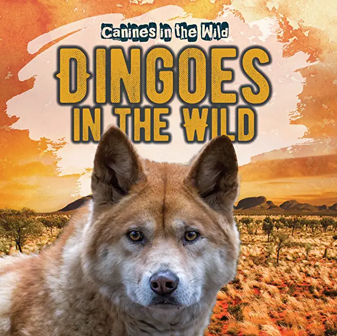 Dingoes in the Wild