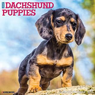 Just Dachshund Puppies 2021 Wall Calendar (Dog Breed Calendar)