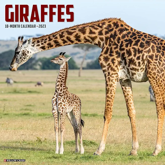 Giraffes 2023 Wall Calendar