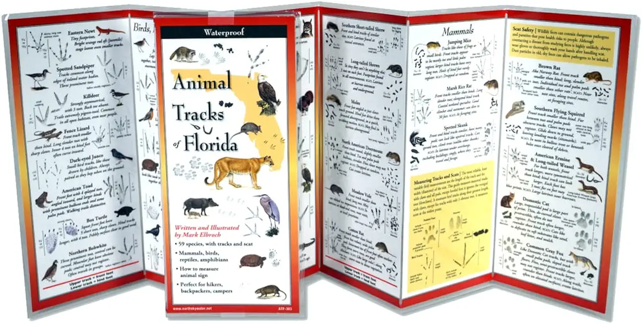 Animal Tracks of Florida