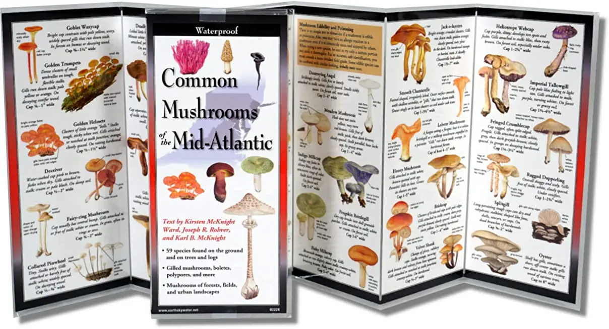Common Mushrooms of the Mid-Atlantic