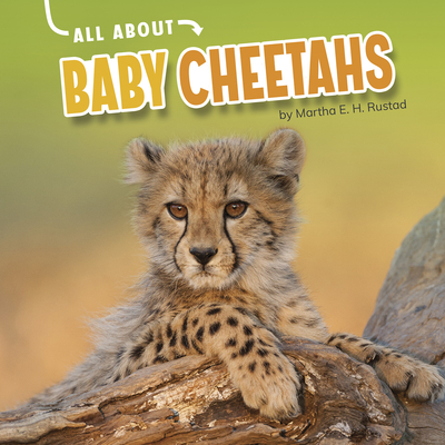 All about Baby Cheetahs