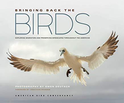 Bringing Back the Birds: Exploring Migration and Preserving Birdscapes Throughout the Americas