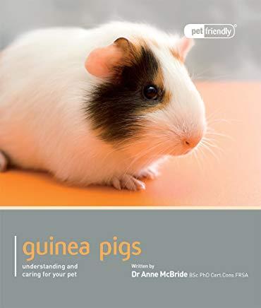 Guinea Pig: Understanding and Caring for Your Pet