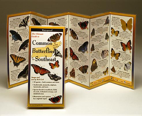 Common Butterflies of the Southeast