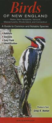 Birds of New England: CT, Ma, Me, NH, Ri, VT: A Guide to Common & Notable Species