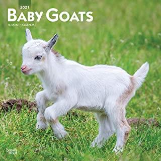 Baby Goats 2021 Square