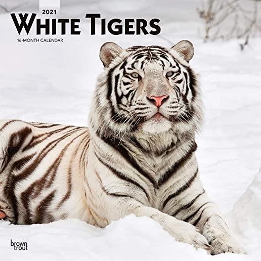 White Tigers 2021 Square