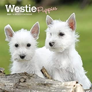 West Highland White Terrier Puppies 2021 Mini 7x7