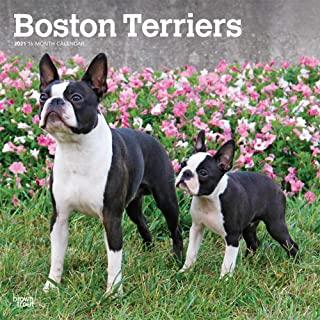 Boston Terriers 2021 Square