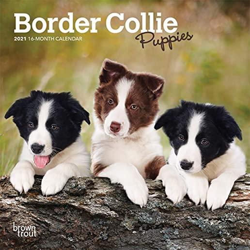 Border Collie Puppies 2021 Mini 7x7