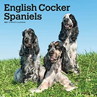 English Cocker Spaniels 2021 Square Btuk