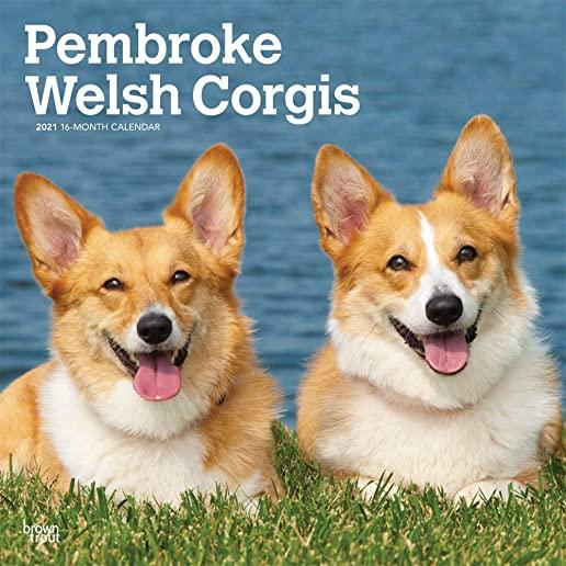 Welsh Corgis, Pembroke 2021 Square