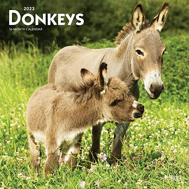 Donkeys 2023 Square